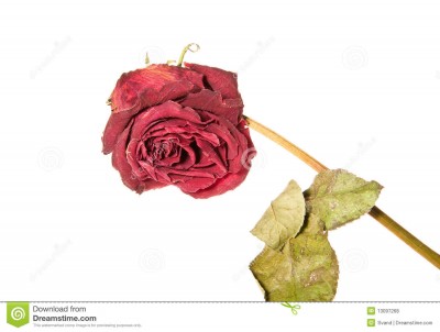http://www.dreamstime.com/royalty-free-stock-photos-faded-rose-isolated-white-image13097268